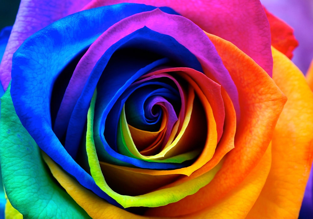 A vibrant rainbow-colored rose displays its multicolored petals in a close-up shot, centered within the frame, highlighting the intricate patterns and textures.